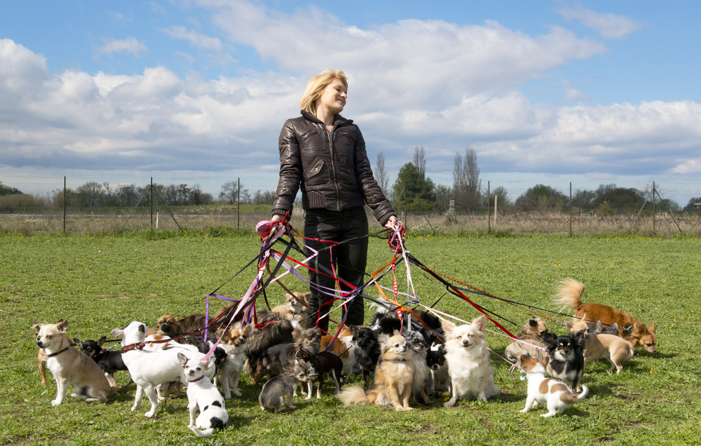 Blond woman holding multiple leashes with a lot of Chihuahuas outside.