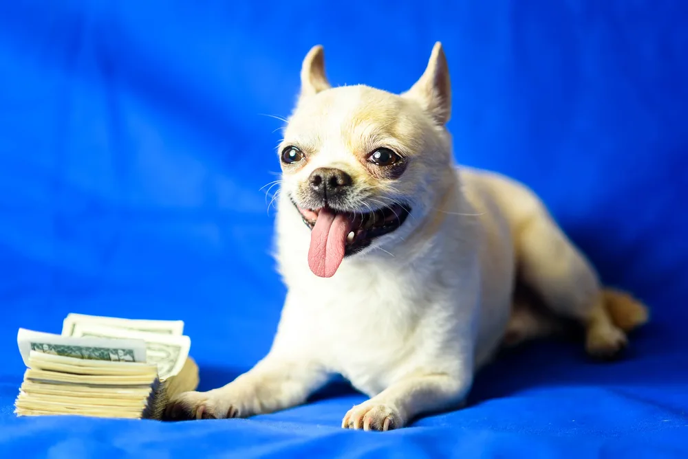 Light collared Chihuahua sitting by a stack of money.