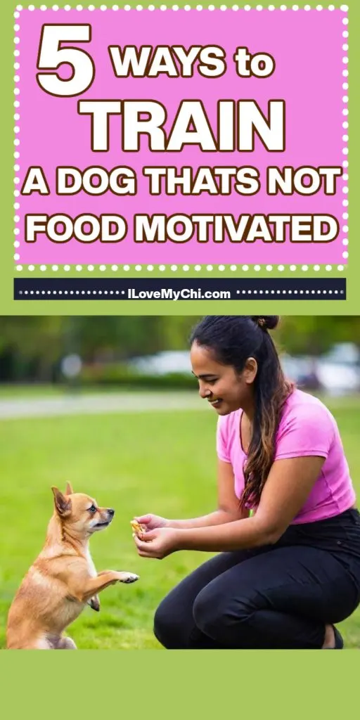 Woman in pink shirt holding a treat to a fawn Chihuahua.