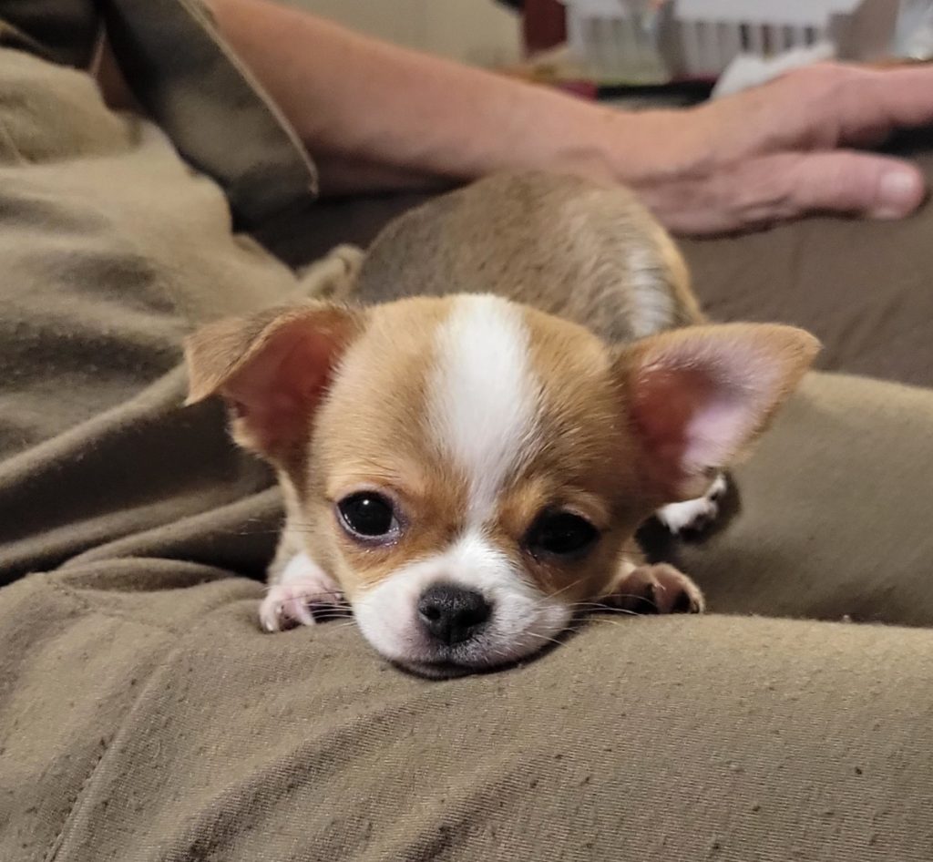 Tan and white Chihuahua puppy laying on person's lap.