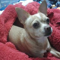 Fawn Chihuahua under red fuzzy blanket.