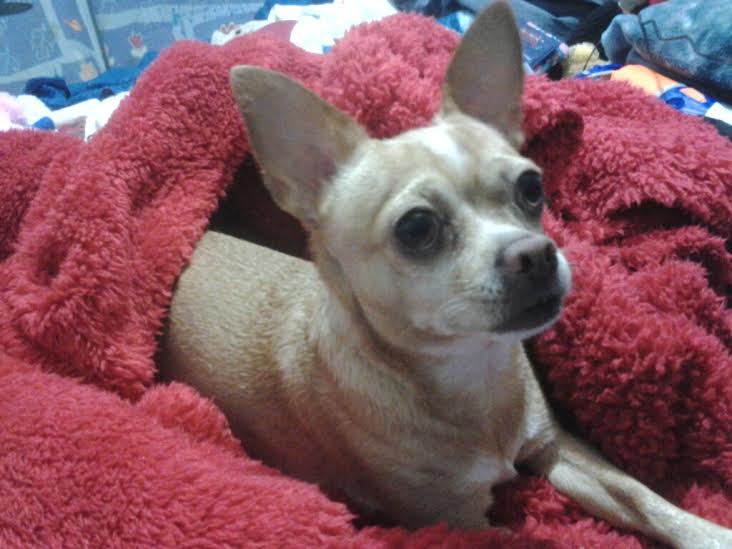 Fawn Chihuahua laying in red fuzzy blanket.