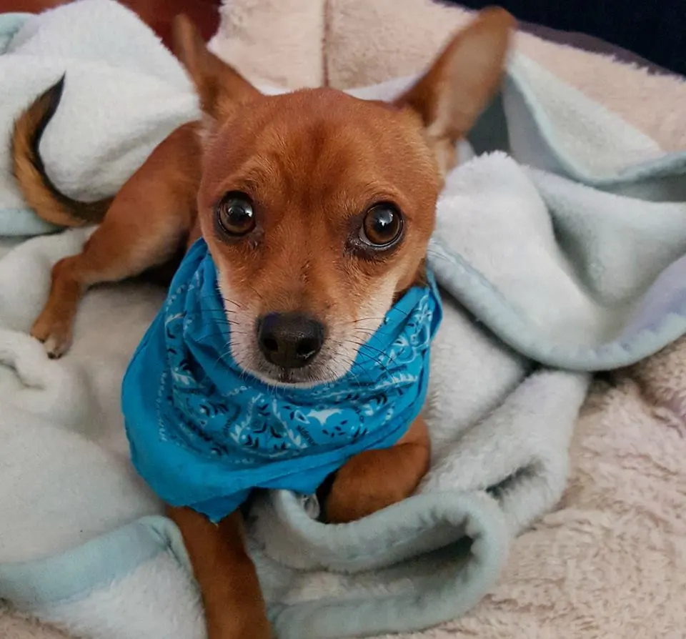 Red Chihuahua wearing blue scarf laying on blankets.