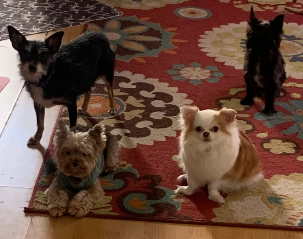  .4 dogs on rug.