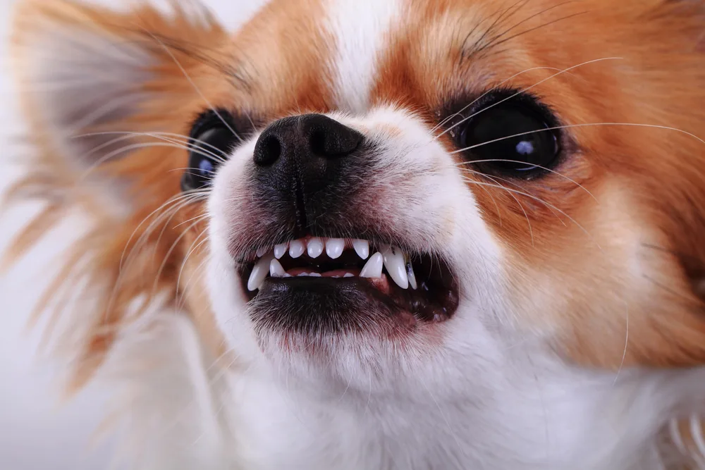 Closeup of orange and white long hair Chihuahua face snarling and biting.