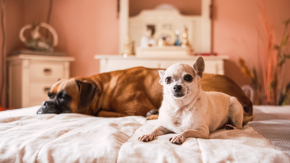 Fawn Chihuahua sitting with brown Boxer on a bed.