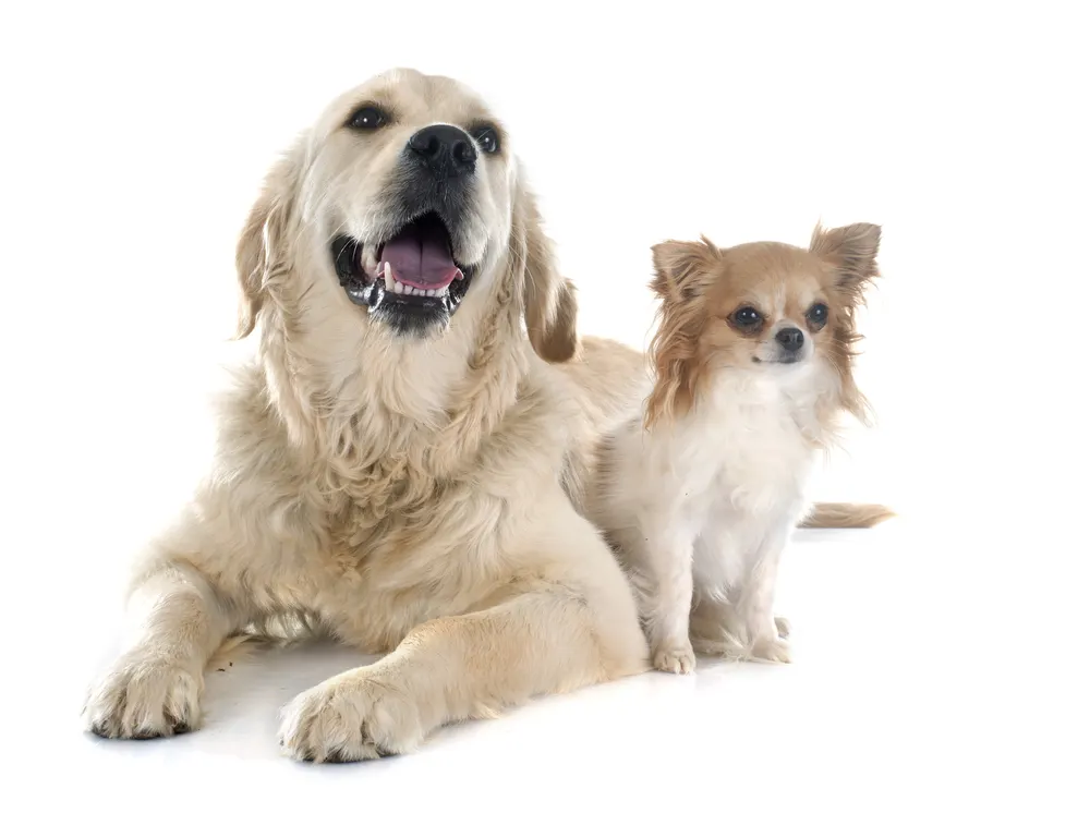 Golden Retriever laying beside an orange and white Chihuahua.