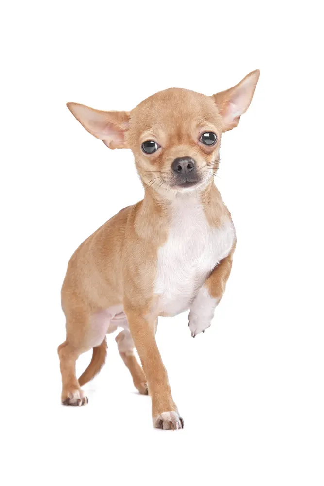 Limping tan and white Chihuahua.