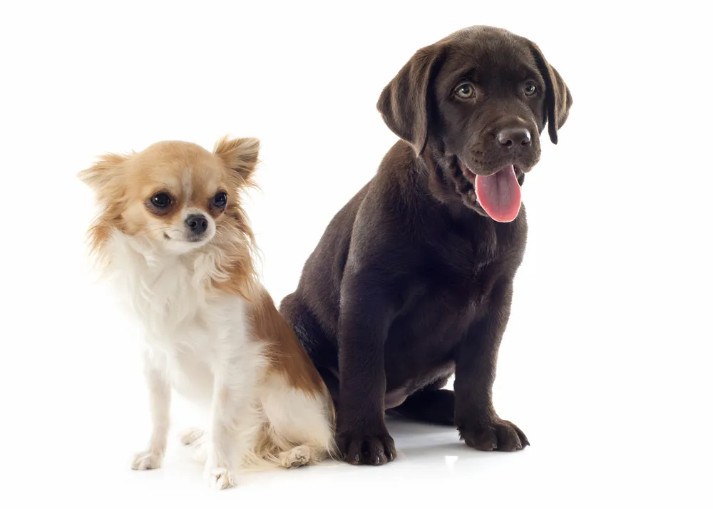 Orange and white long hair Chihuahua sitting with black Labrador Retriever puppy