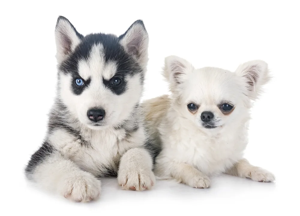 Siberian Husky puppy laying next to Chihuahua.