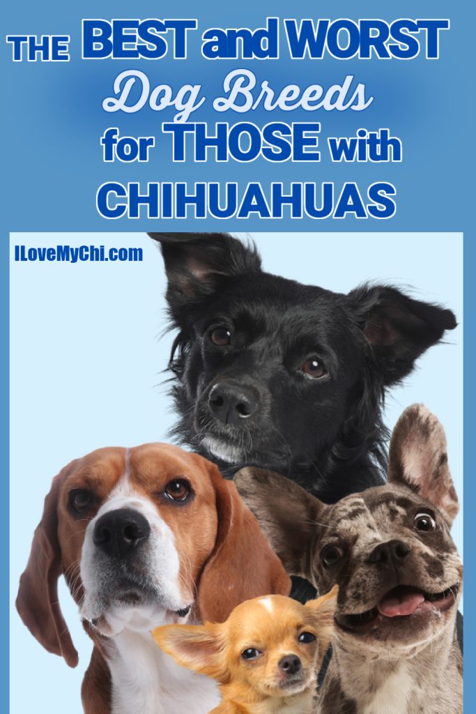 A graphic featuring various dog breeds, including a Chihuahua, with the text "The Best and Worst Dog Breeds for Those with Chihuahuas.