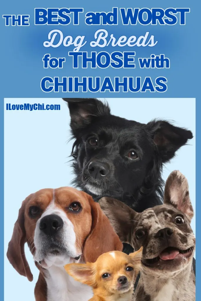 A graphic featuring various dog breeds, including a Chihuahua, with the text "The Best and Worst Dog Breeds for Those with Chihuahuas.