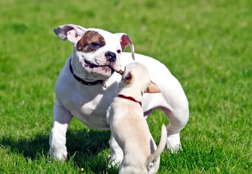 White and brown bulldog playing with fawn chihuahua with stick in grass.