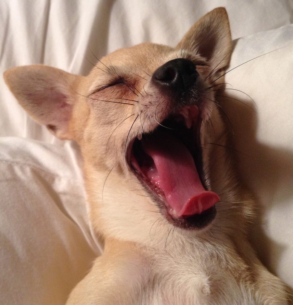 Yawning chihuahua laying back.