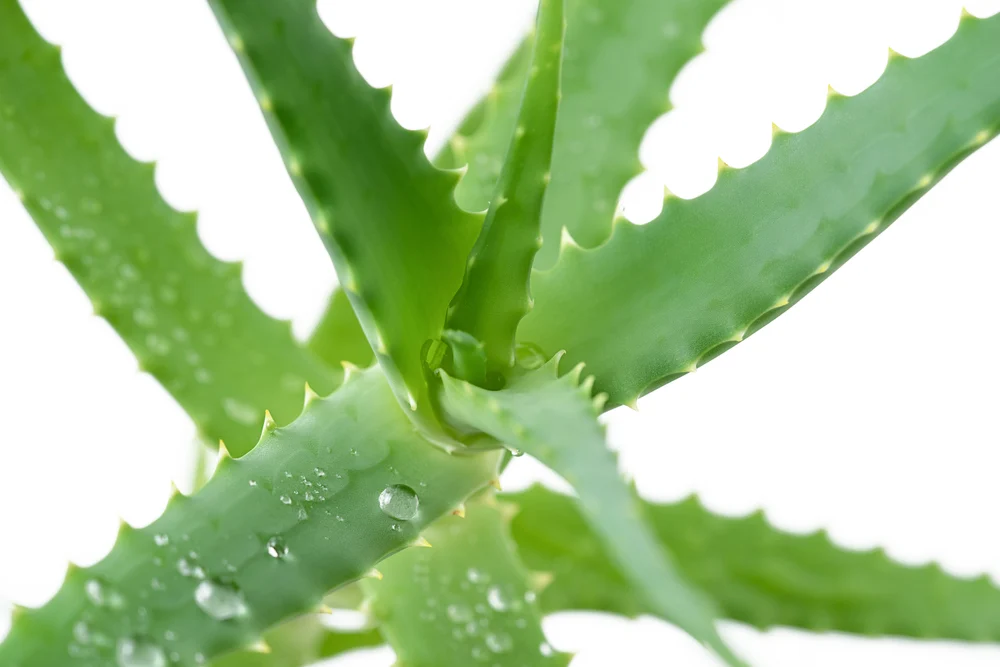 Aloe Vera plant.