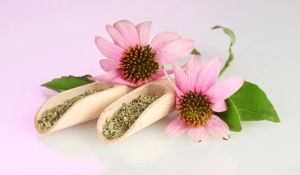 Fresh and dried Echinacea.