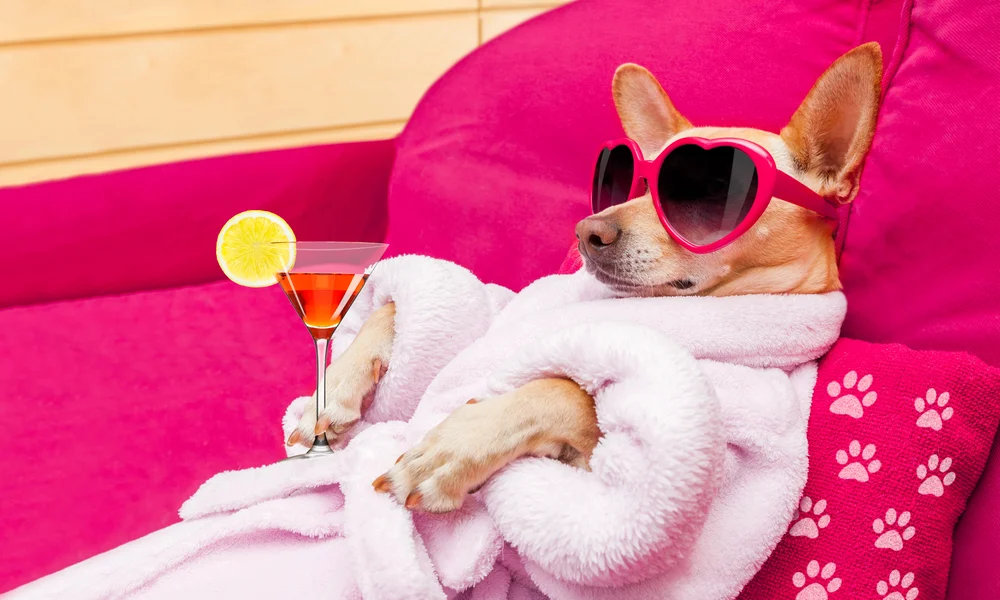 Fawn Chihuahua wearing bathrobe and sunglasses and holding a cocktail.