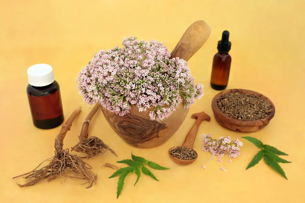 Fresh and dried Valerian.