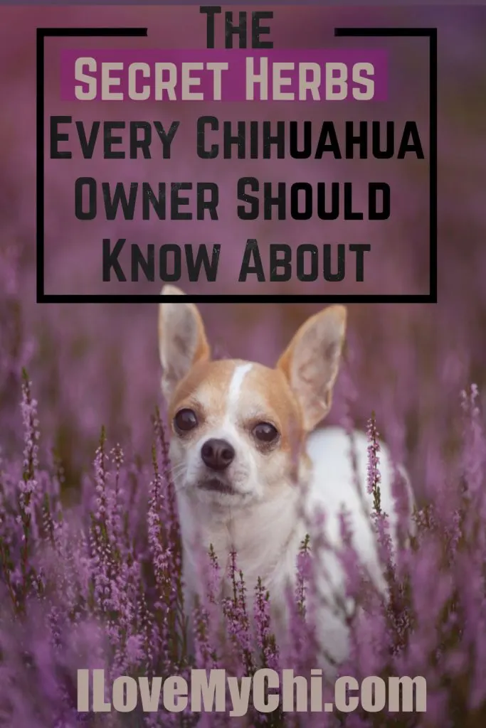 A Chihuahua stands amidst blooming purple herbs with the text overlay, "The Secret Herbs Every Chihuahua Owner Should Know About."