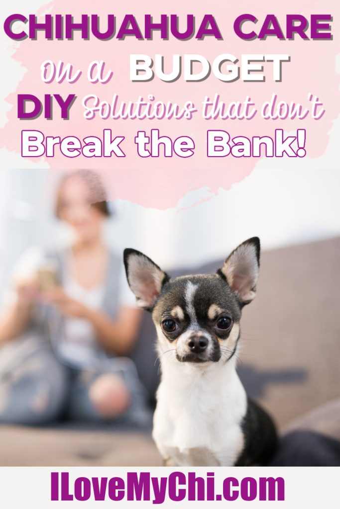 A Chihuahua sits in the foreground, with a person blurred in the background, alongside text promoting budget-friendly DIY solutions for Chihuahua care.