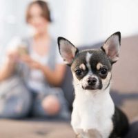 Woman on couch in background with Chihuahua in foreground.