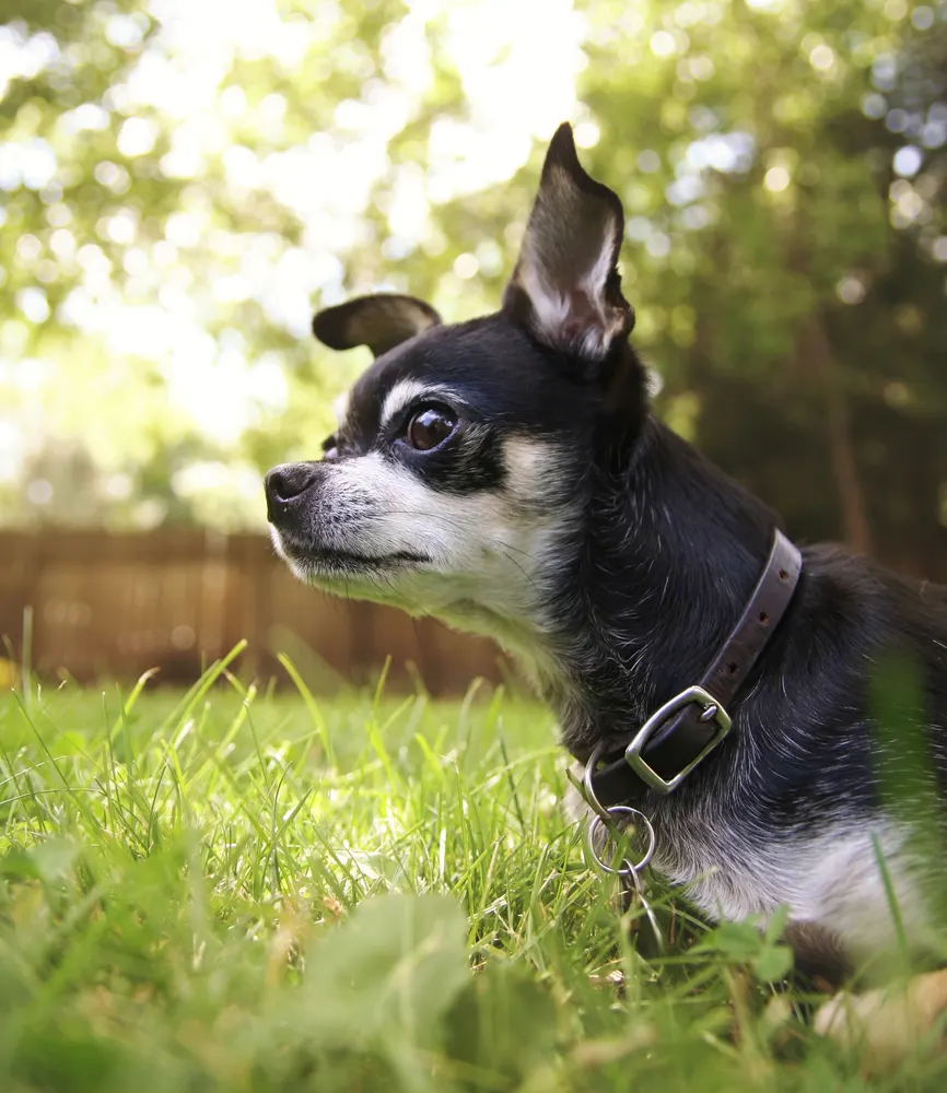 Black and white Chihuahua in yard with fence in background.