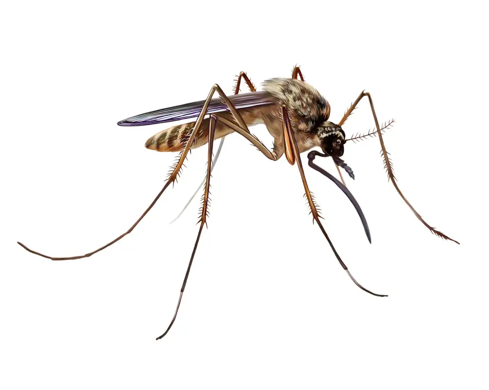 Closeup photo of a mosquito.