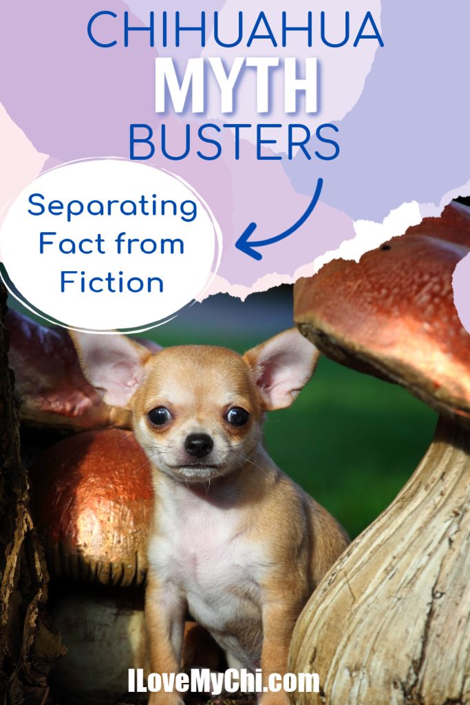 A small tan and white chihuahua sits between large mushrooms, with text above reading “Chihuahua Myth Busters: Separating Fact from Fiction” and “ILoveMyChi.com” at the bottom.