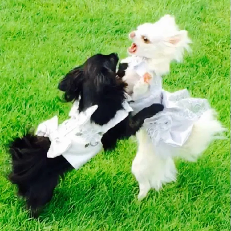2 Chihuahuas in dresses playing in grass.
