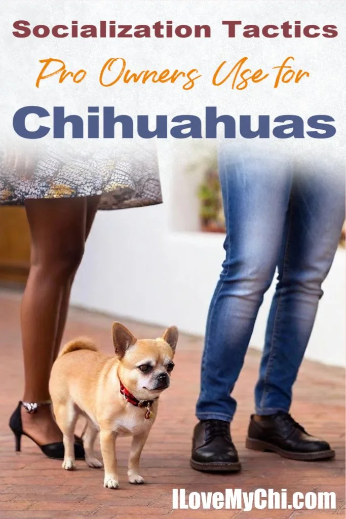 Fawn Chihuahua between the legs of a woman and man.