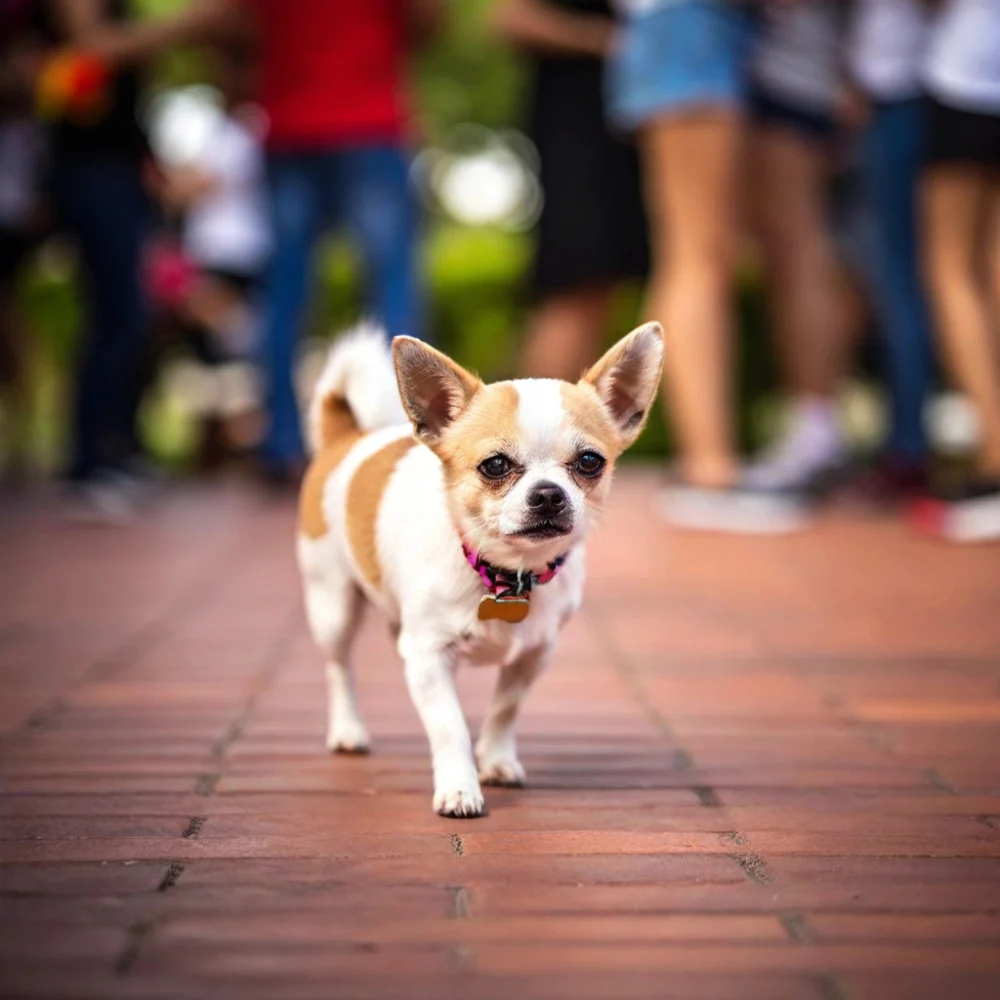 Chihuahua branco e bronzeado com pessoas em segundo plano. 