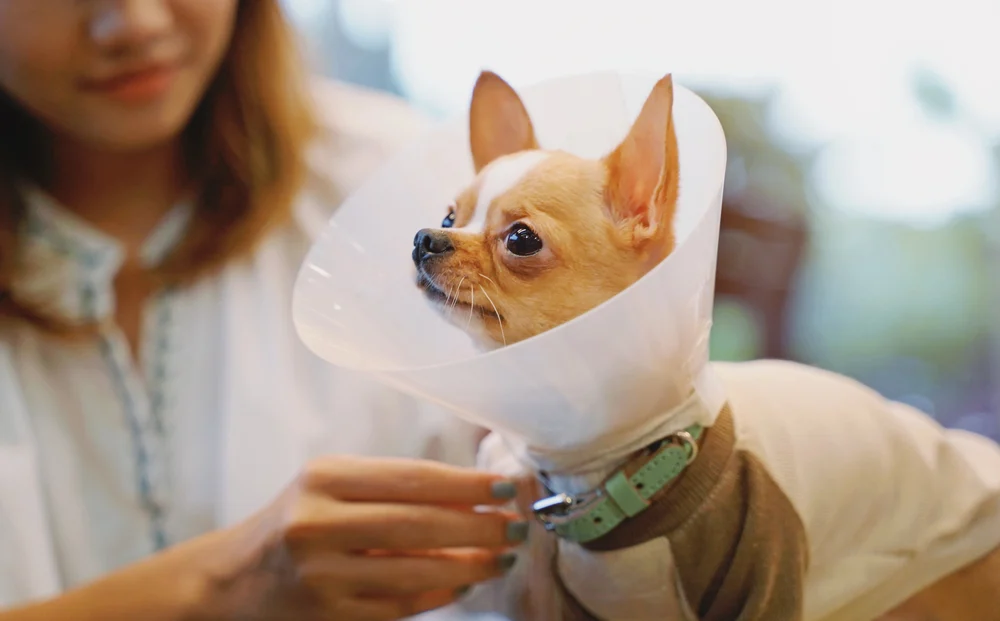 Young Asian woman putting protective collar cone on Chihuahua.