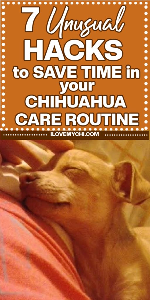 Text says & unusual hacks to save timr in your Chihuahua care routine and photo is a fawm Chihuahua being petted.