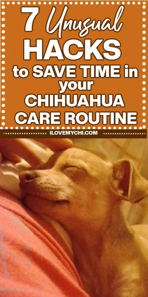 Text says & unusual hacks to save timr in your Chihuahua care routine and photo is a fawm Chihuahua being petted.