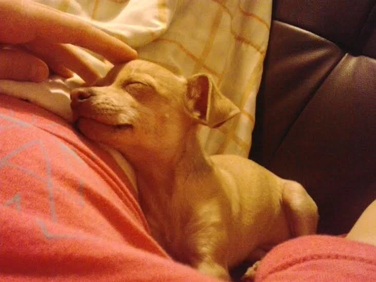 Woman holding and petting fawn Chihuahua.