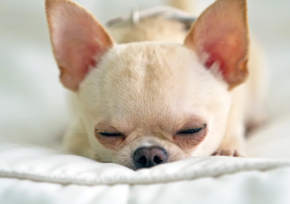 White senior sleeping chihuahua.