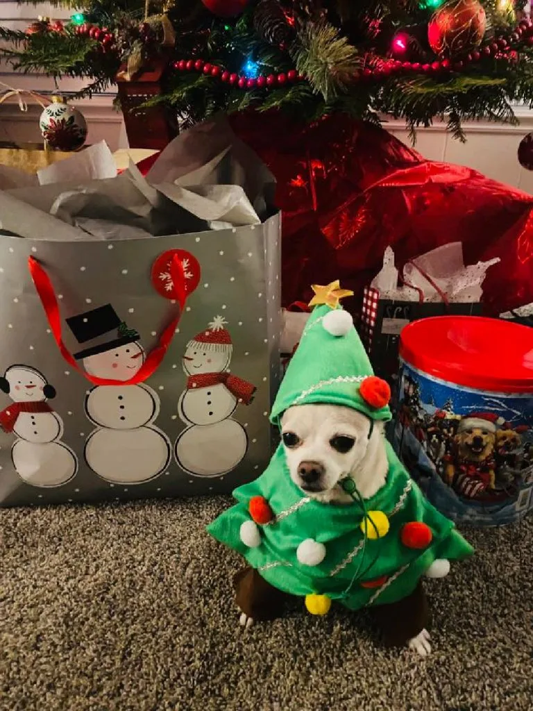 Cute Chihuahua in Christmas tree costume sitting among presents under the Christmas tree.
