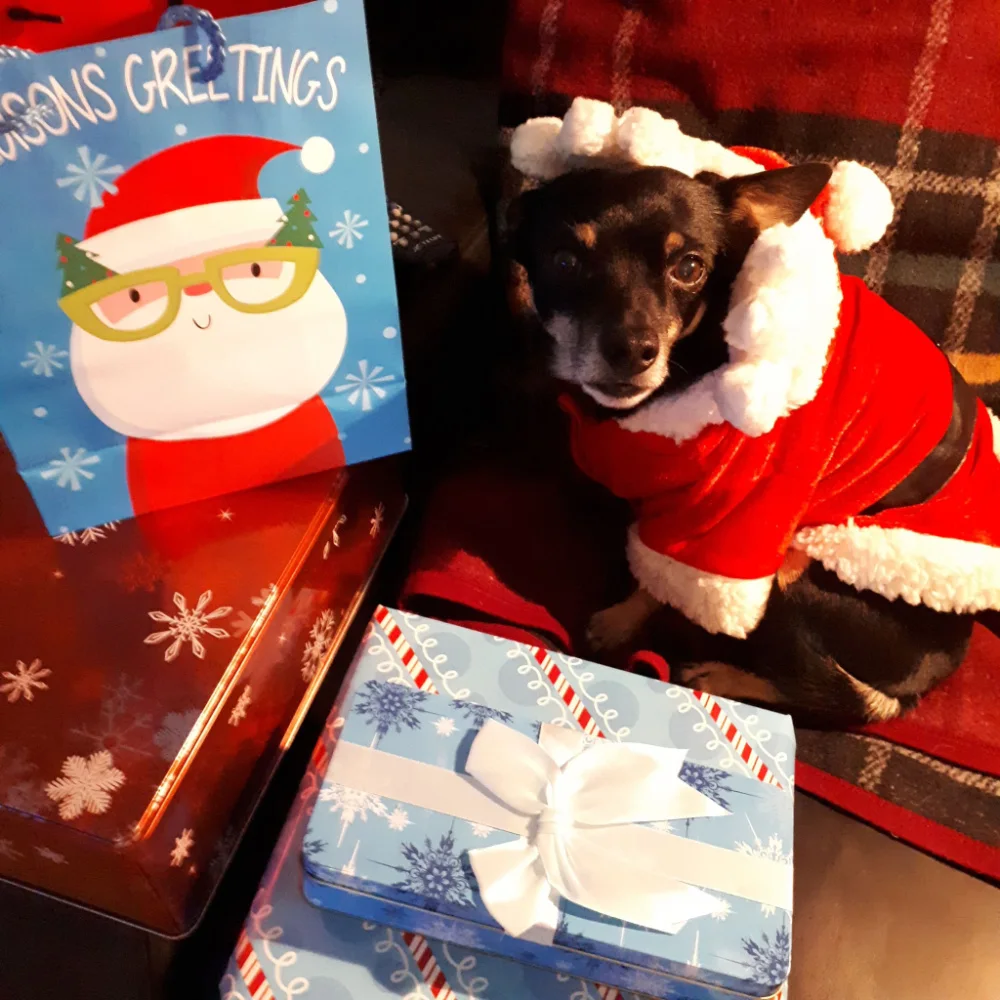 Black Chihuahua wearinf a Santa costume sitting by gifts.