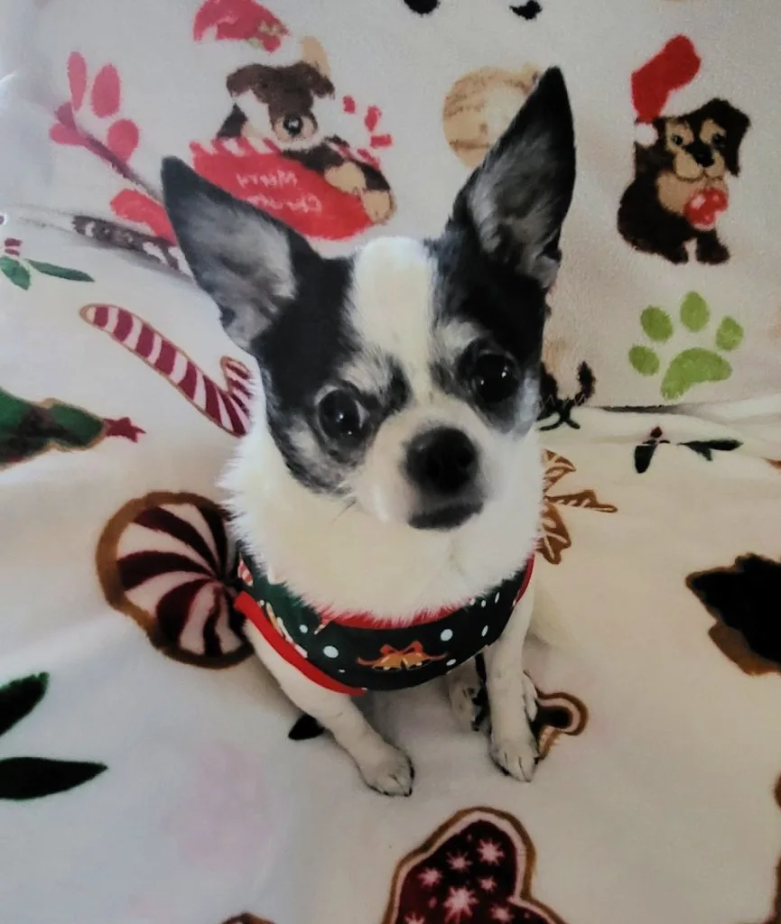Black and white Chihuahua wearing a Christmas harness and sitting on a Christmas blanket.