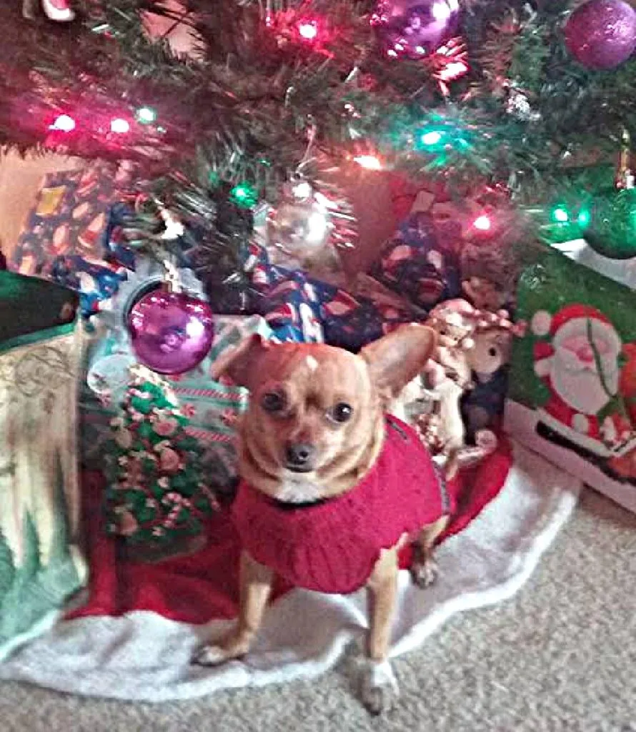Fawn Chihuahua in red sweater under the Christmas tree.