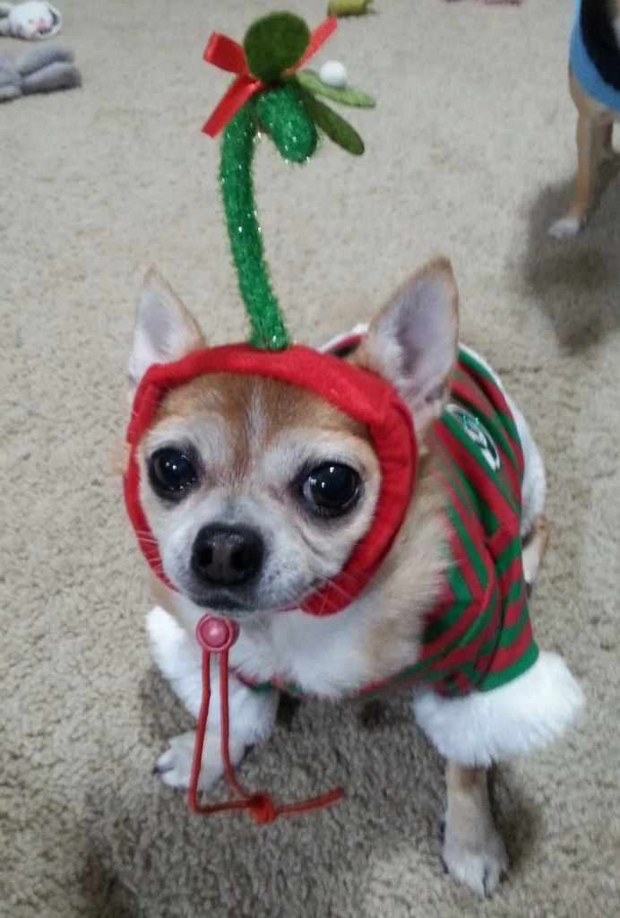 Cute Chihuahua wearing a Christmas costume.