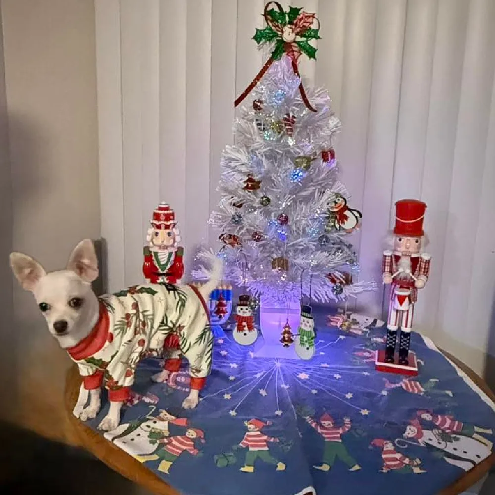 White Chihuahua in Christmas pajamas standing on a table by a Christmas tree.