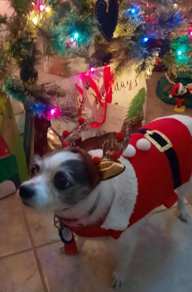 Chihuahua in Santa suit and reindeer esrd in front of Christmas tree.