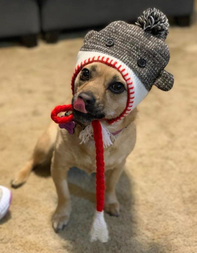 Fawn Chihuahua mix with monkey hat on.