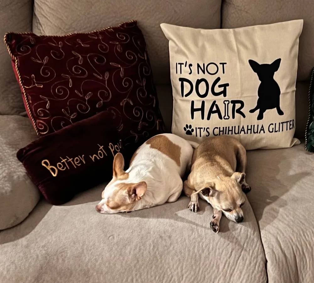 2 Chihuahuas sleeping on a couch with pillows behind them.