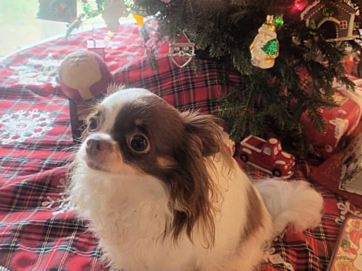 long hair white and choloate Chihuahua under Christmas tree.