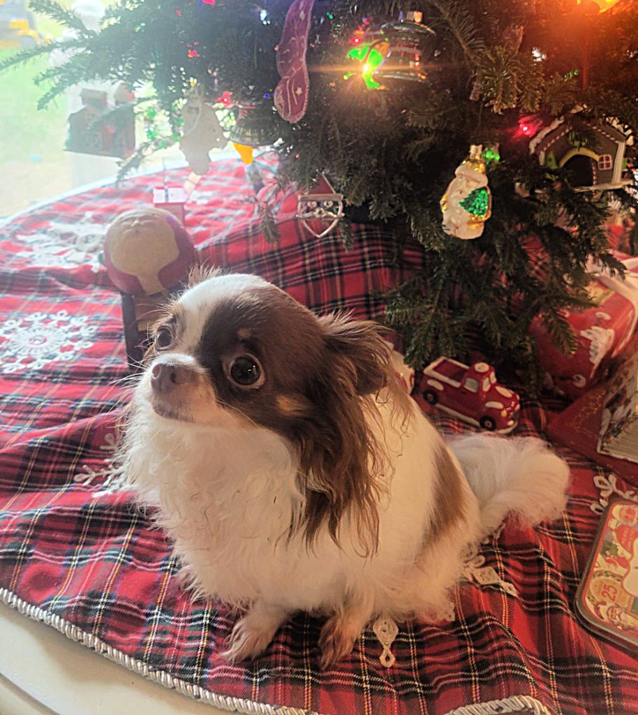 Long hair white and chocolate Chihuahua sitting under Christmas tree.