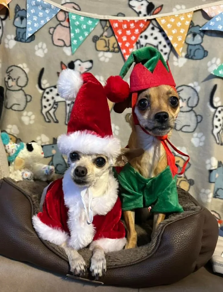 2 cute Chihuahuas in Christmas outfits lying in a dog bed.