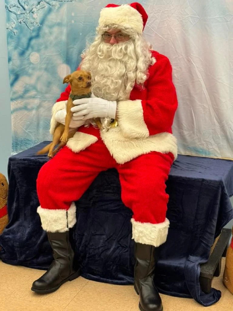Fawn Chihuahua being held by Santa.