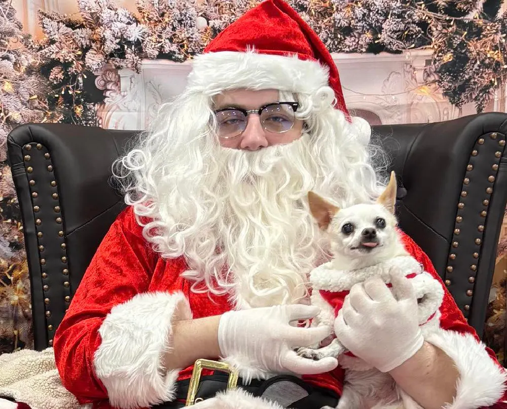 White Chihuahua being held by Santa Claus.